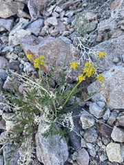 Cymopterus petraeus