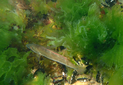 Neoodax balteatus