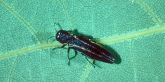 Agrilus bilineatus