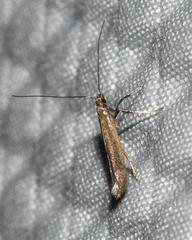 Caloptilia hypericella