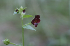 Scrophularia peregrina
