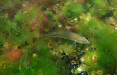 Neoodax balteatus