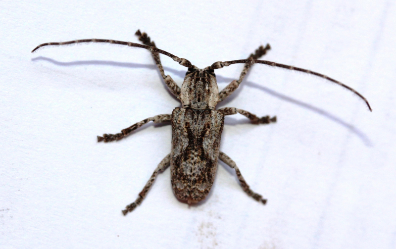 Parhecyra