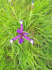 Iris reichenbachiana