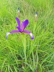 Iris reichenbachiana