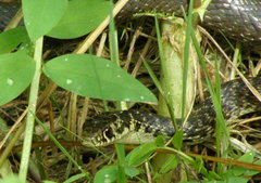 Hierophis viridiflavus carbonarius