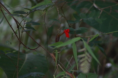 Barbieria pinnata