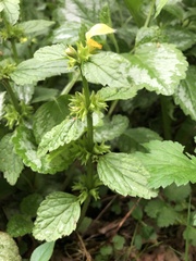 Lamium galeobdolon