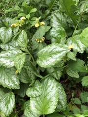 Lamium galeobdolon