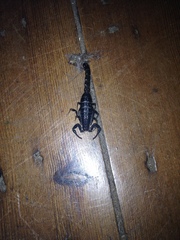 Uroplectes flavoviridis