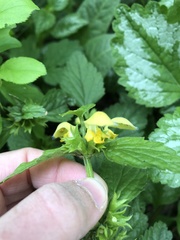 Lamium galeobdolon