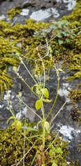 Mercurialis annua