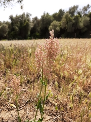 Rumex thyrsoides