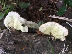 Agaricomycetes