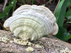 Agaricomycetes