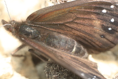 Percnodaimon merula