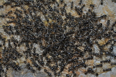 Labidus