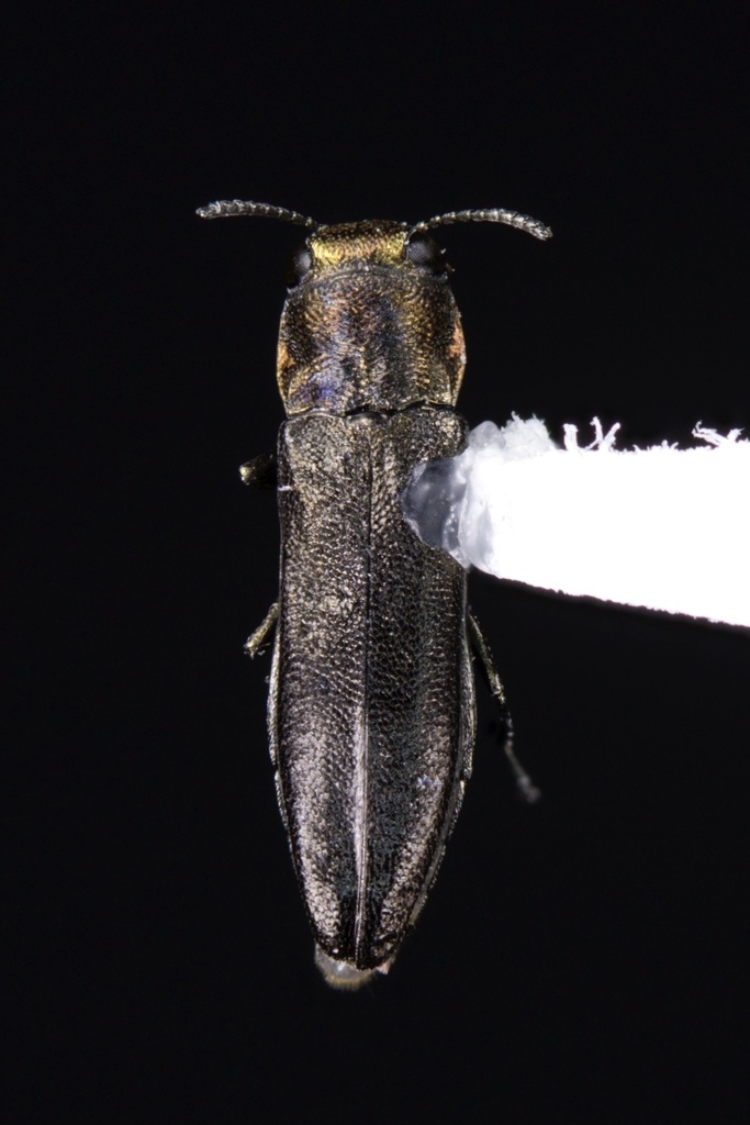 Agrilus arcuatus