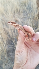Pachydactylus rugosus