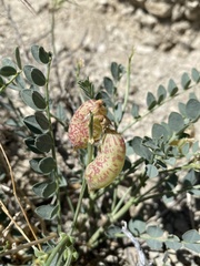 Astragalus oophorus