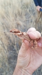 Pachydactylus rugosus