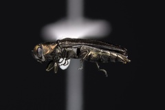 Agrilus arcuatus