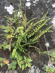 Asplenium trichomanes