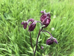 Aquilegia atrata