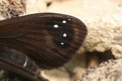 Percnodaimon merula