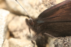 Percnodaimon merula