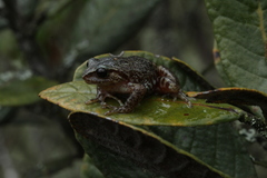 Pristimantis elegans