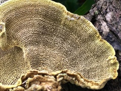 Agaricomycetes