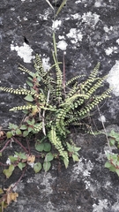 Asplenium trichomanes