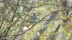 Anairetes flavirostris