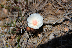 Lewisia rediviva