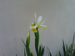 Iris orientalis