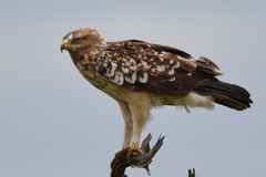 Wahlberg's Eagle photo 4