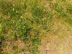 Lomatium nudicaule