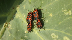 Eurydema spectabilis