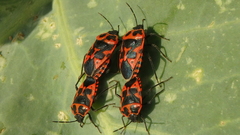 Eurydema spectabilis