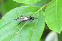 Macrophya militaris
