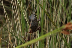 Pristimantis elegans