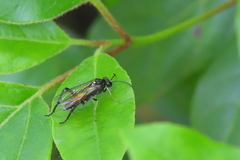 Macrophya militaris