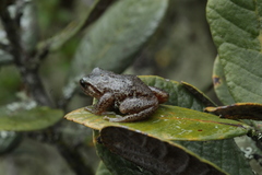 Pristimantis elegans