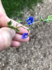 Veronica chamaedrys