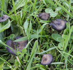 Panaeolus cyanescens