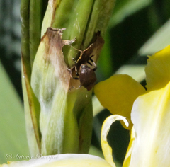 Mononychus punctumalbum