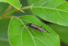 Macrophya militaris