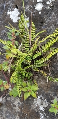 Asplenium trichomanes