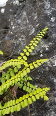 Asplenium trichomanes